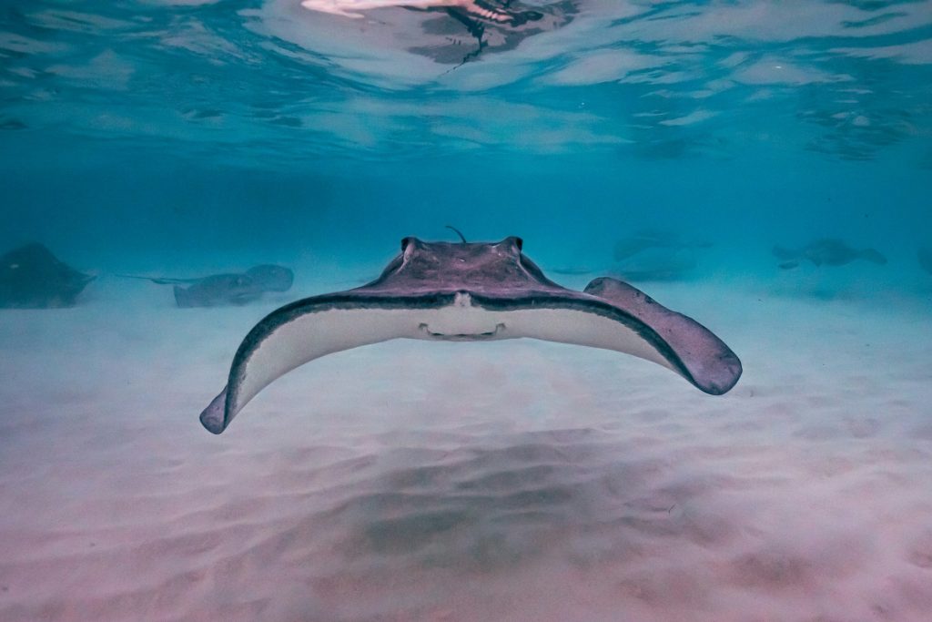 Sting Ray City Grand Cayman