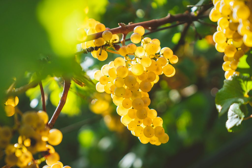 Chardonnay grapes