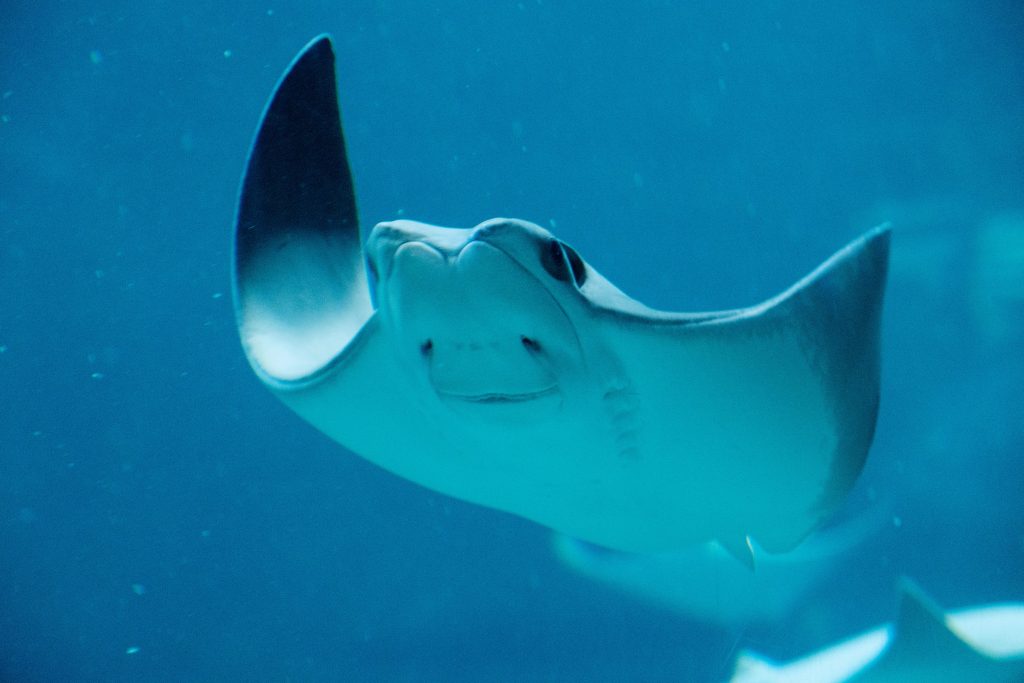 Sting Ray City Grand Cayman