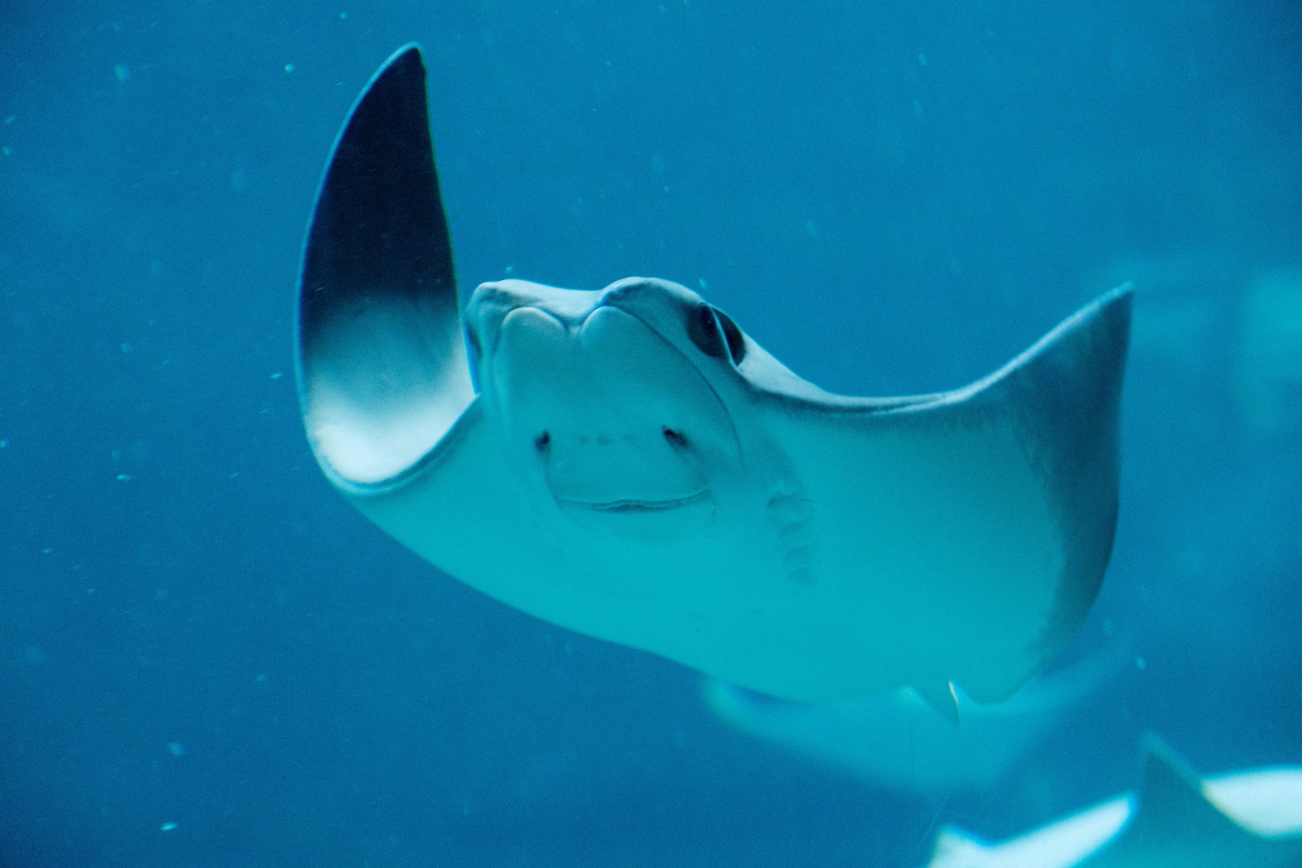 Sting Ray City Grand Cayman