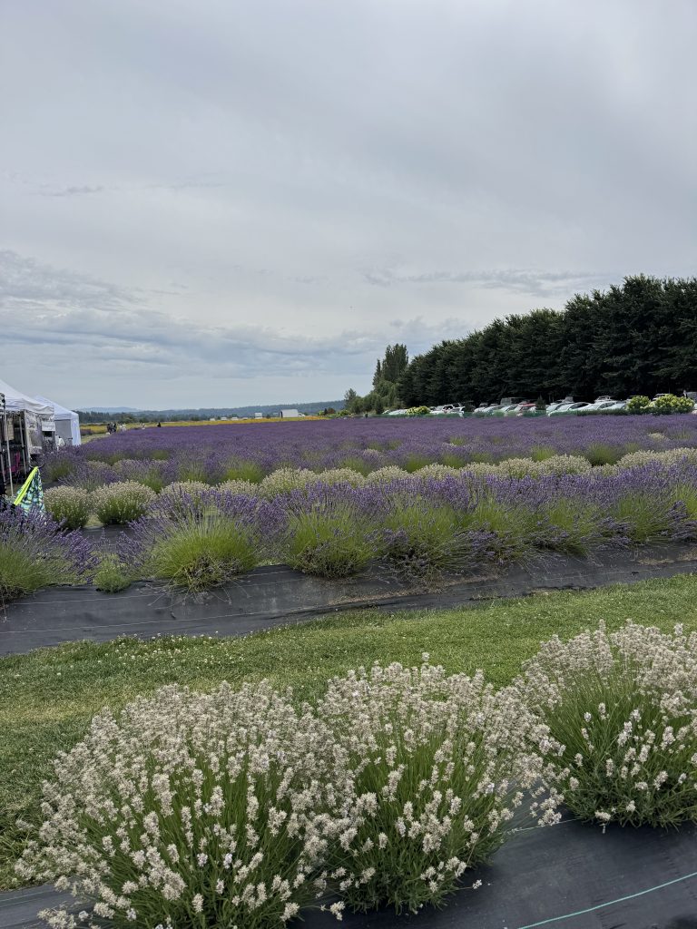 Woodinville Lavender farm