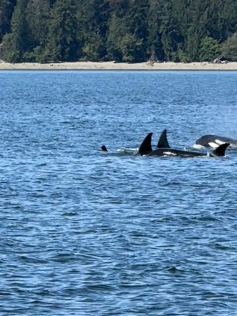 puget sound whale watching