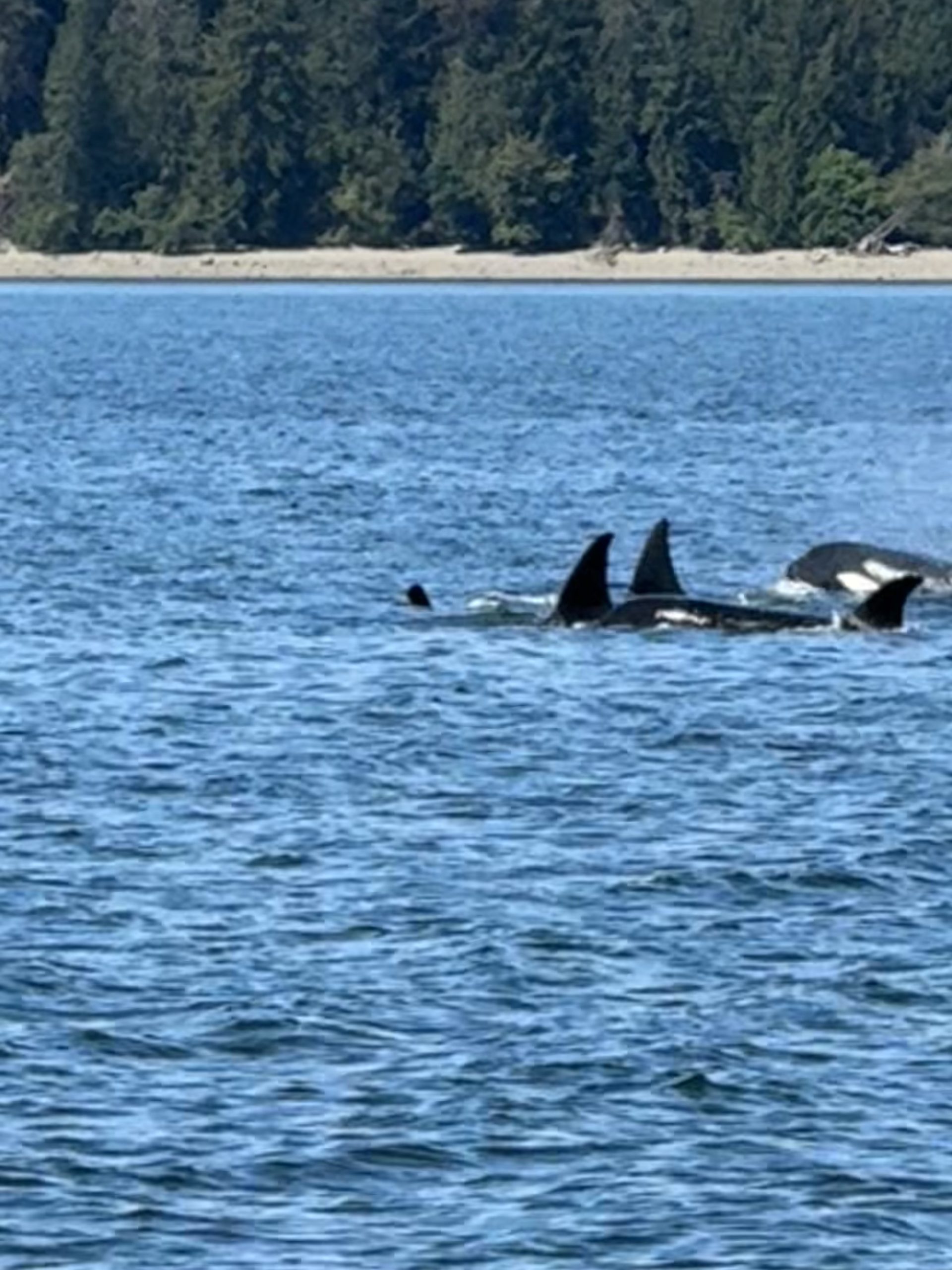 puget sound whale watching