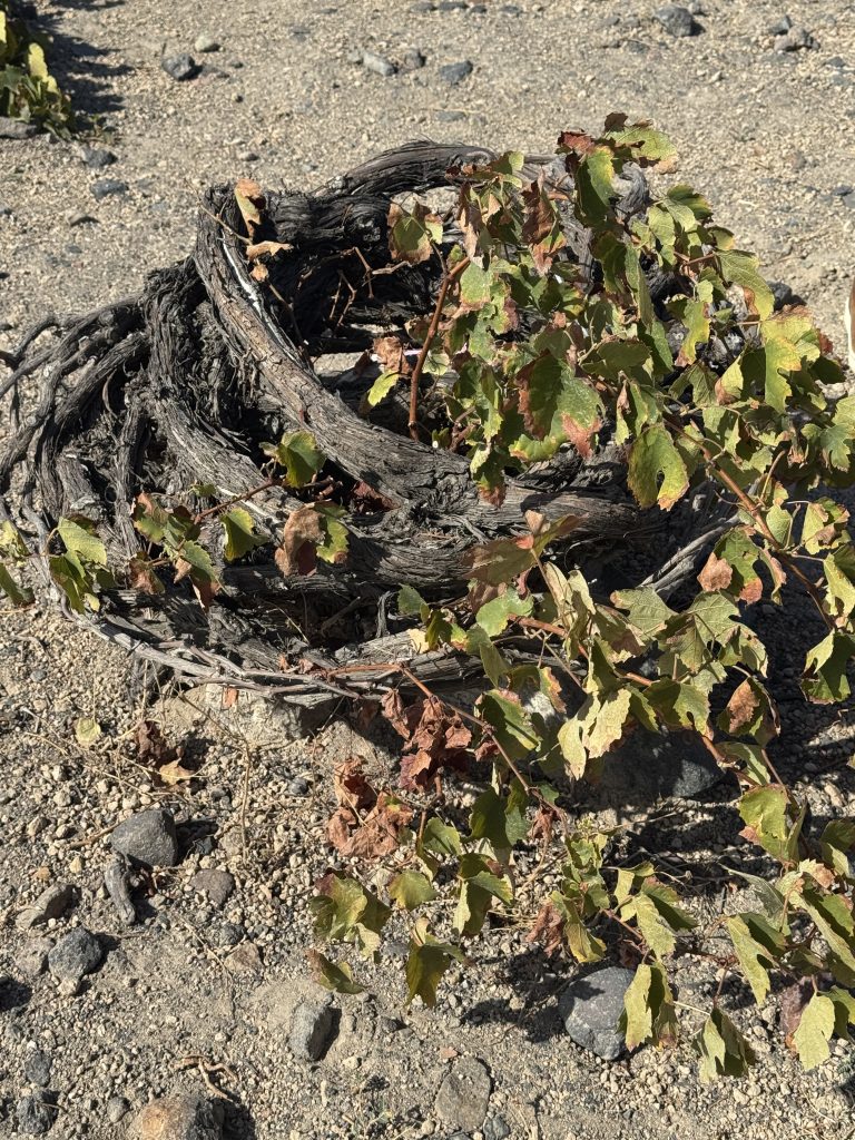 Vine